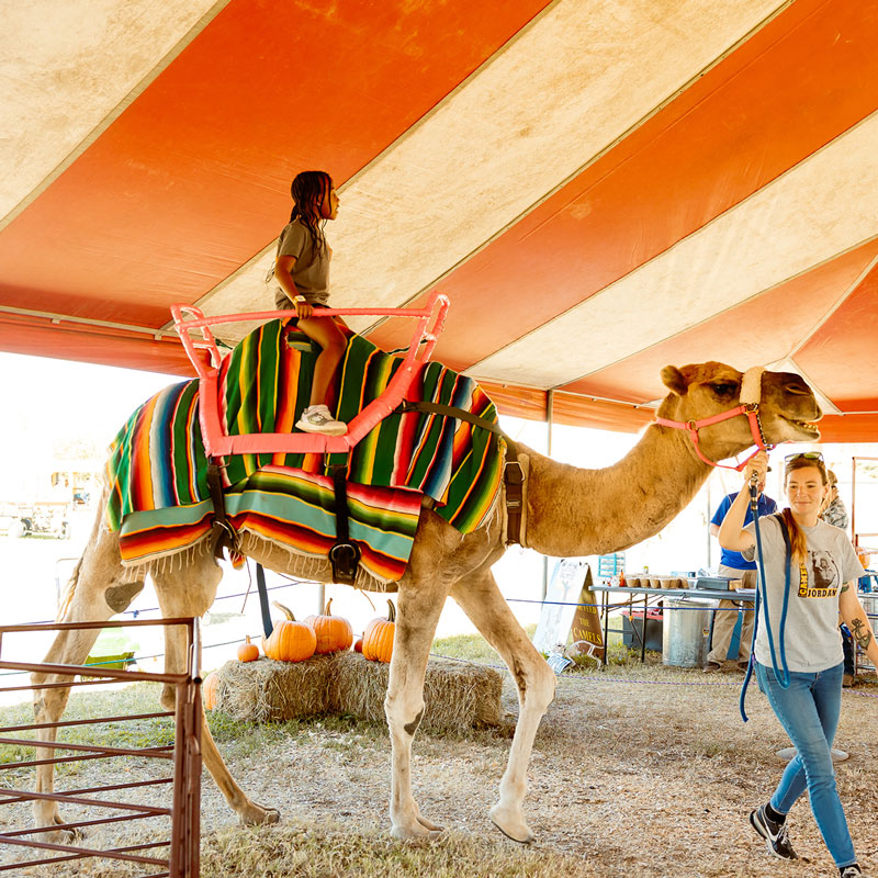 Pumpkin Patch Tulsa Camel Rides