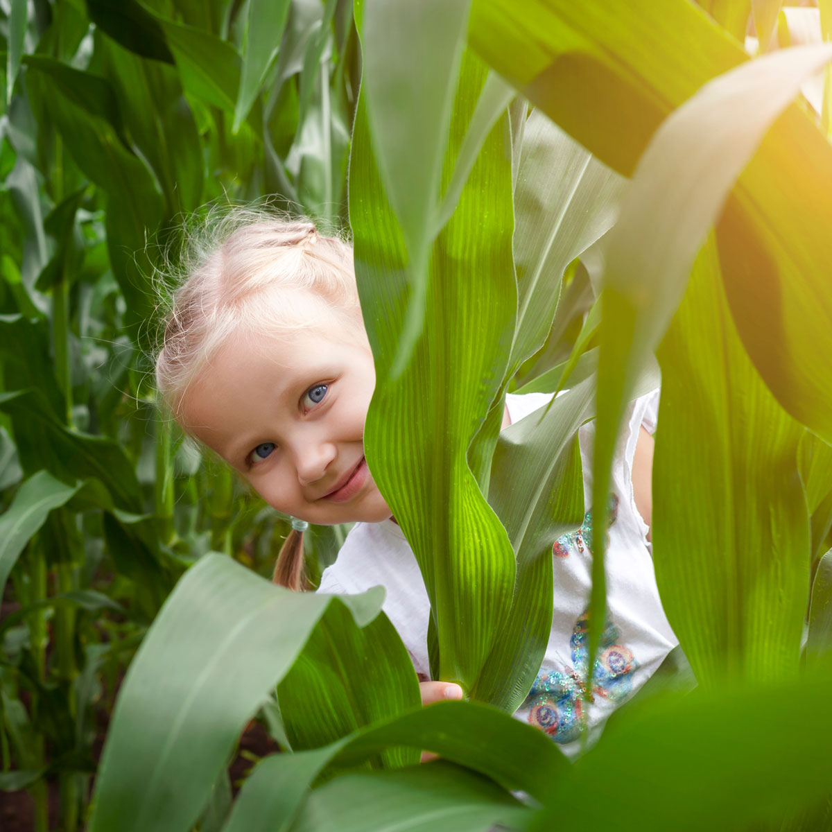 Pumpkin Patch Tulsa Corn Maze