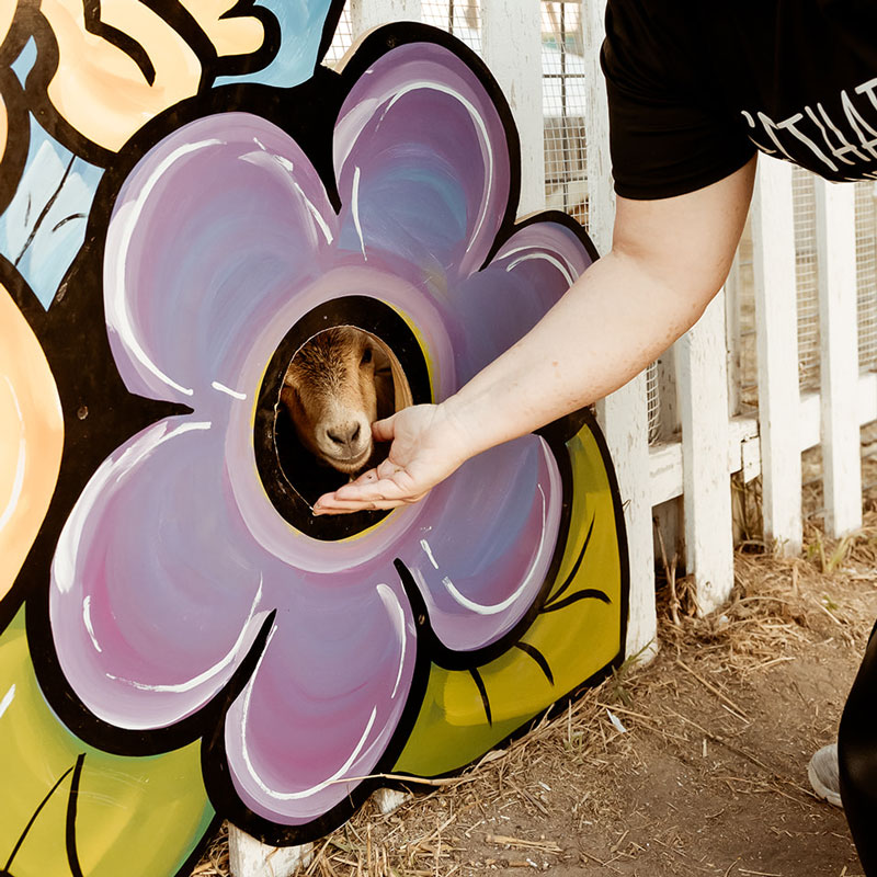 Pumpkin Patch Tulsa Petting Zoo